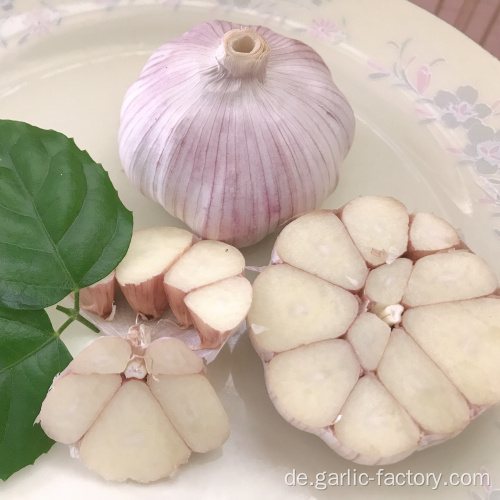 Frischer roter normaler weißer Knoblauch aller Größe